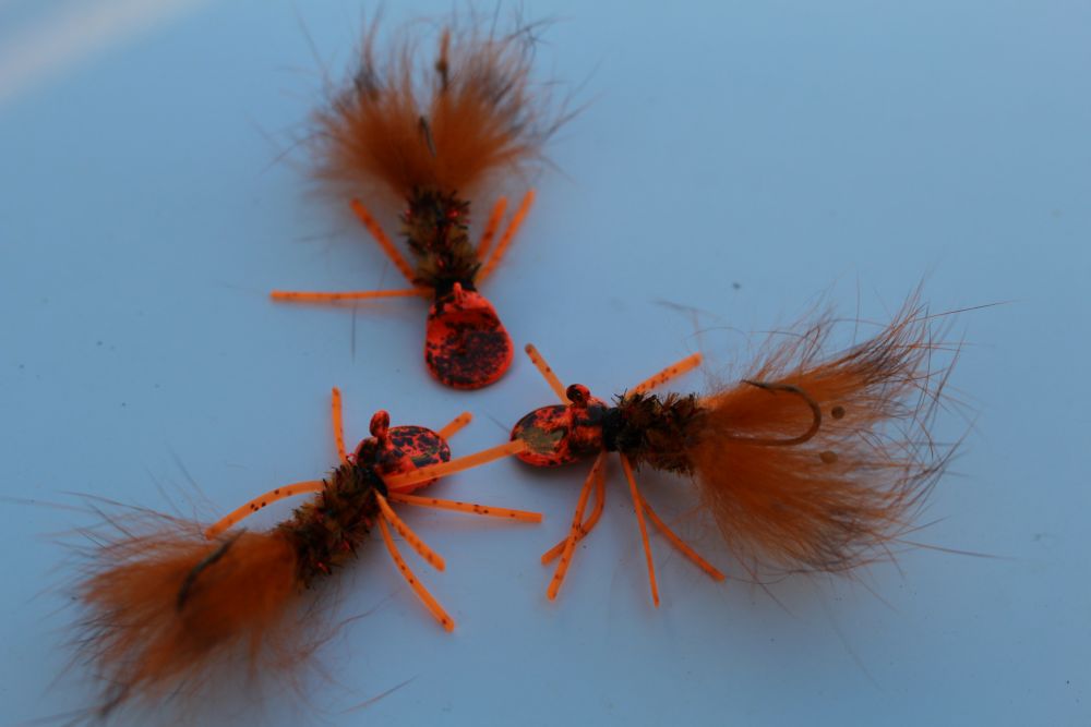 craw resize orange.jpg